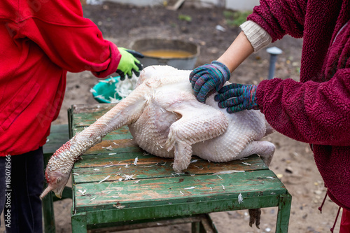 The process of removing feathers from a dead turkey. Slaughter and plucking a turkey.