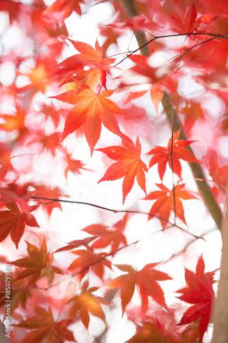 紅葉 © makieni