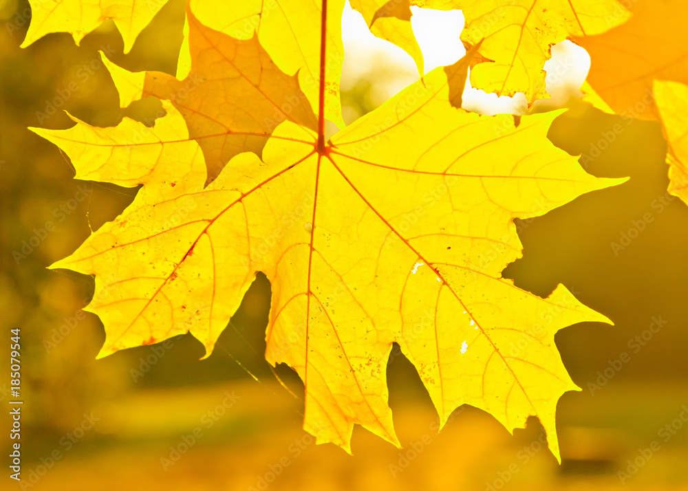 Yellow autumn maple leaves in sunlight Yellow autumn maple leaves in sunlight