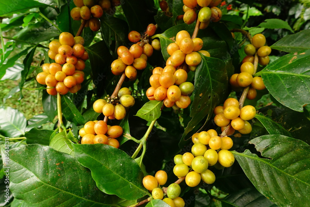 Coffee beans ripening on a tree Coffee beans ripening on a tree