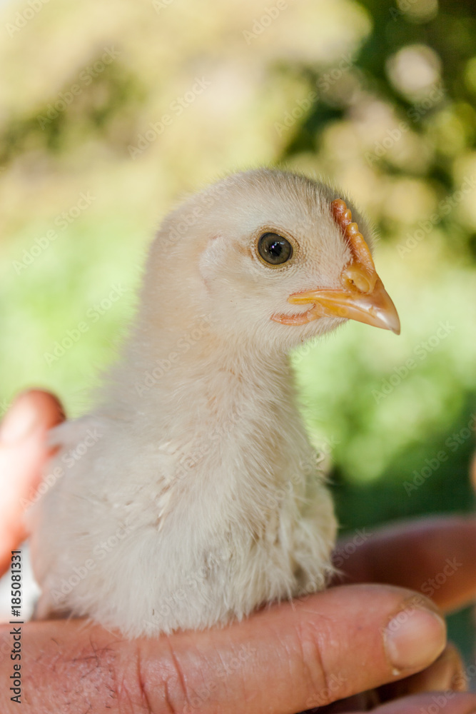 Obraz premium Man holding a baby chicken in his hands
