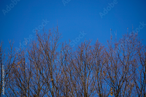 冬の葉のない木と青空　雲一つない晴天