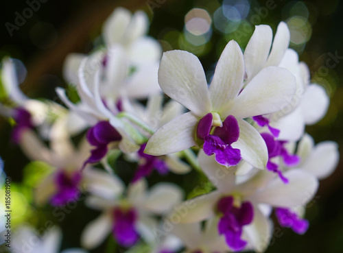These orchids are called rattan flower bloom in all seasons of the country Thailand