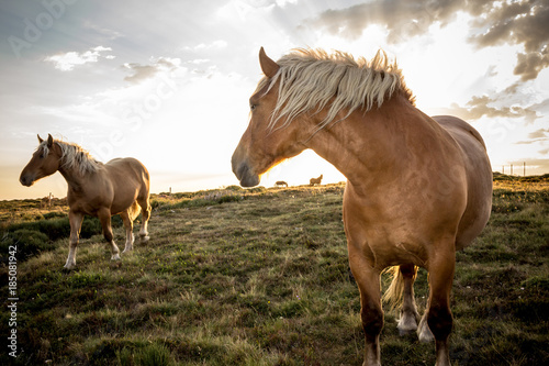 Deux chevaux sauvages ardèche comtois en mouvement robe marron crinière blonde en contre jour vent ciel blanc nuageux dans prairie verte