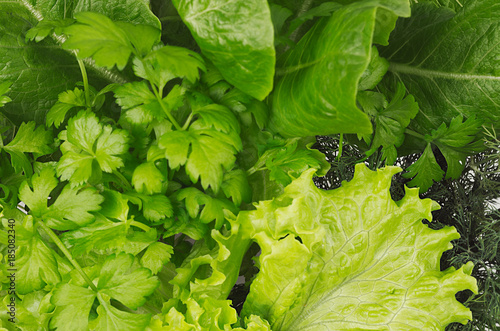 Salad, spinach, dill, parsley leaves top view, closeup, texture. photo