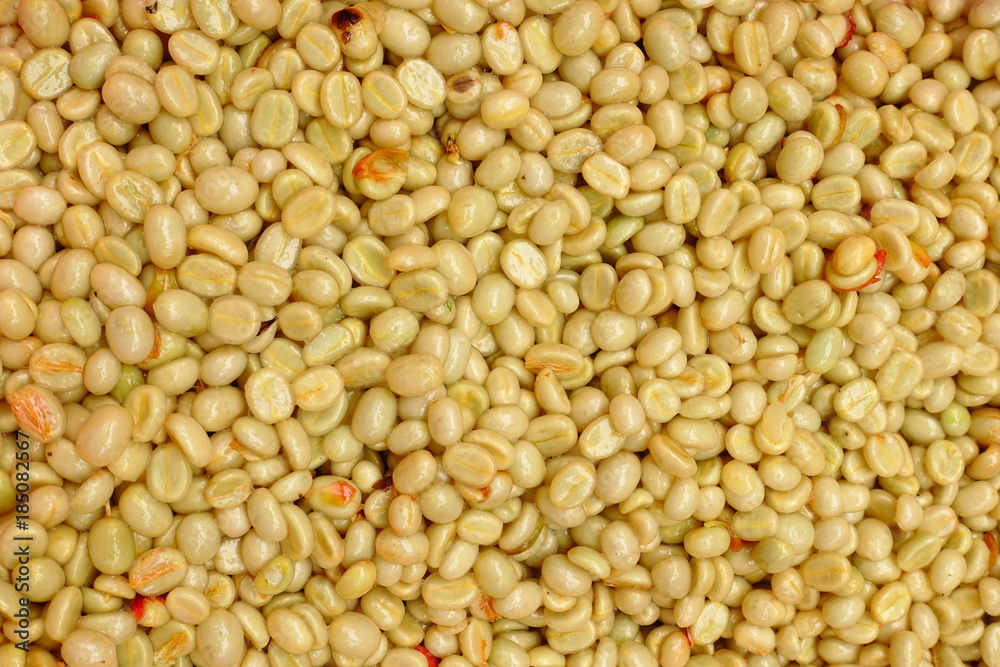 fresh coffee beans before roast for background fresh coffee beans before roast for background
