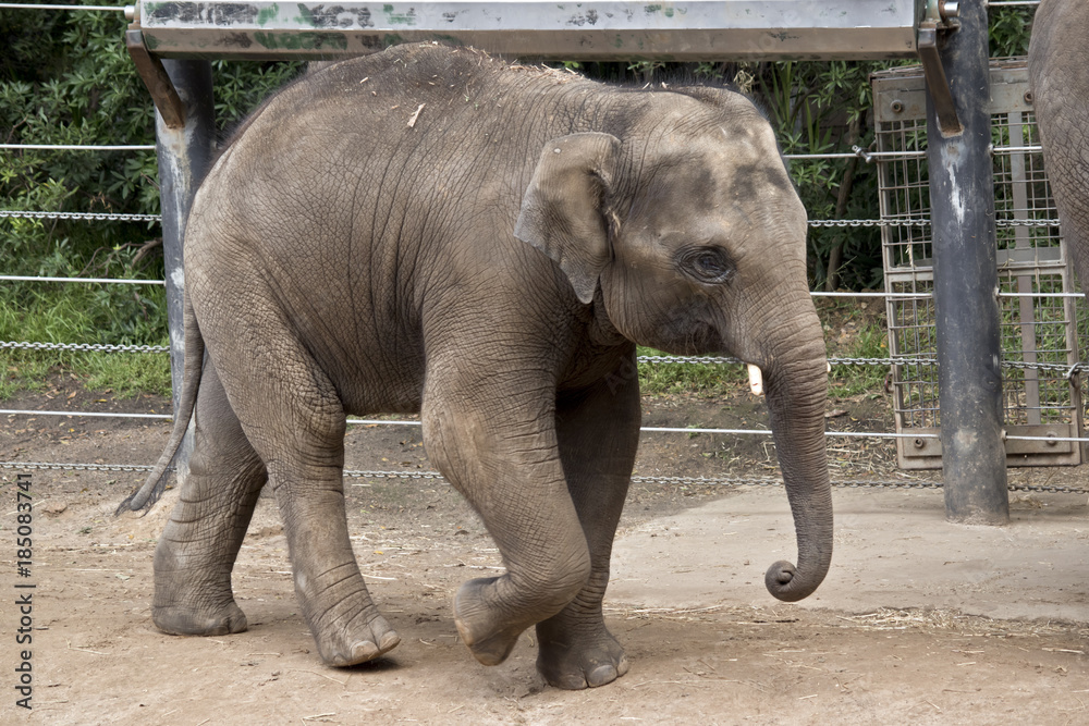 Naklejka premium elephant