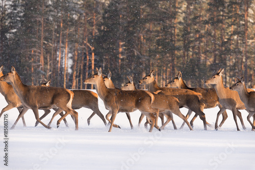 Deer Run On Snow. Numerous Herd Of Deer (Cervus Elaphus), Illuminated By The Morning Light, Run Through The Snow-Covered Field Against The Background Of The Winter Forest Under Falling Snowflakes.