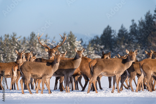 Fototapeta Naklejka Na Ścianę i Meble -  Adult Great Deer (Cervus Elaphus), Surrounded By Herd Illuminated By The Morning Sun.Noble Red Deer (Cervidae) In Winter.Portrait Of Deer Stag,While Looking At You In Winter Time Under Snowflakes.