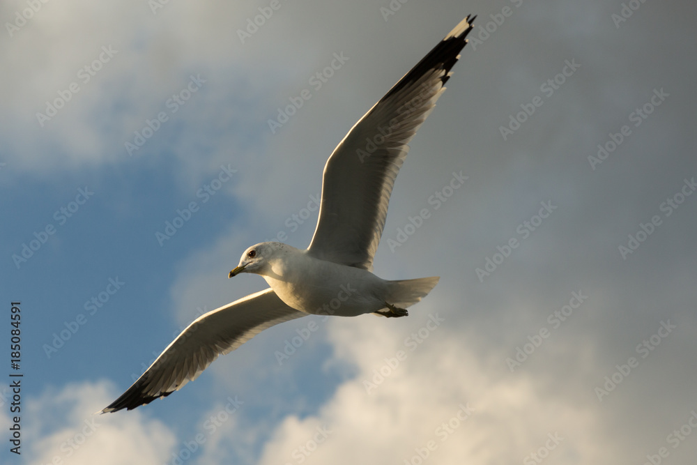 seagulls flying over the Bosphorus, Istanbul, Turkey seagulls flying over the Bosphorus, Istanbul, Turkey