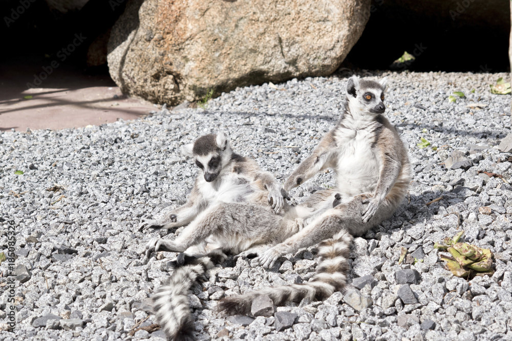 Fototapeta premium two lemurs