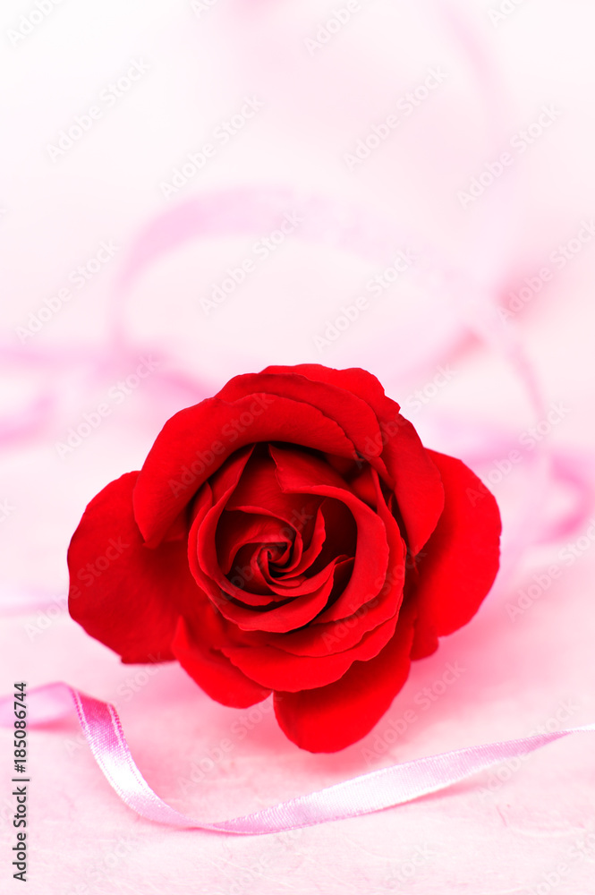 Fototapeta premium Valentines Day Roses