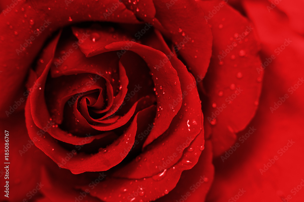 Red Rose Macro Red Rose Macro