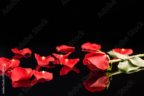 Red Rose and Petals