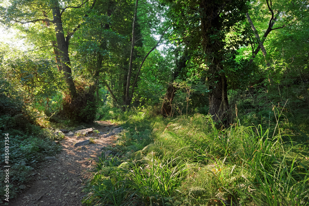 Chemin et sous bois en forêt de Costa verde en haute corse Chemin et sous bois en forêt de Costa verde en haute corse