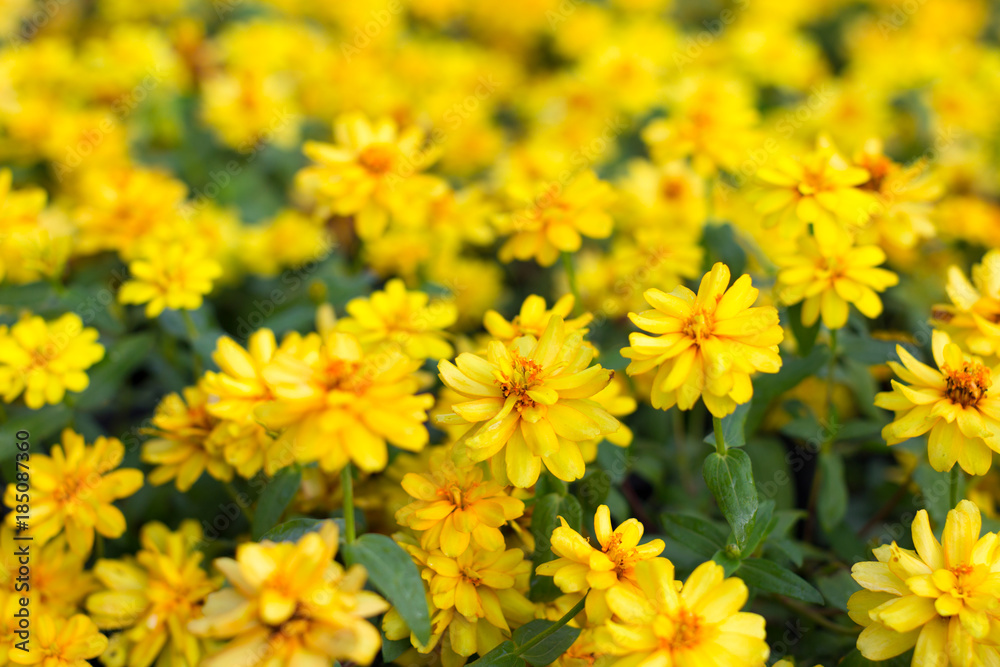 close up of yellow flowers spring rape meadow field, at Singha Park, nothern Thailand close up of yellow flowers spring rape meadow field, at Singha Park, nothern Thailand