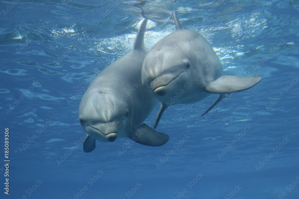 Naklejka premium Zwei Große Tümmler, Tursiops truncatus, unter Wasser