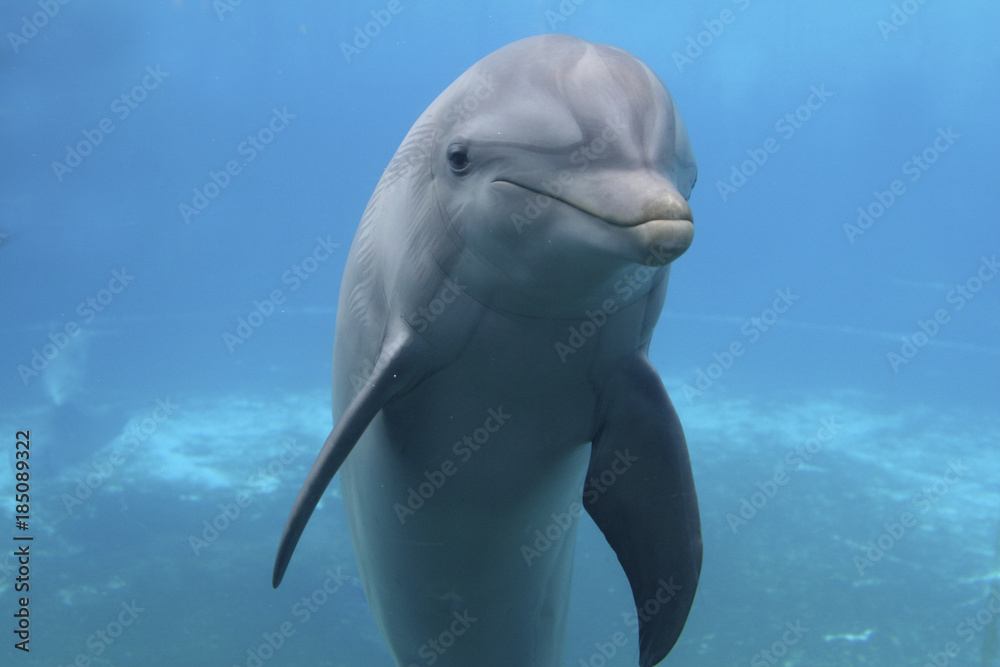 Naklejka premium Großer Tümmler, Tursiops truncatus, unter Wasser