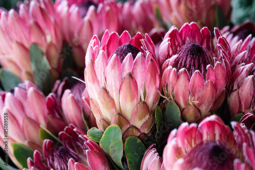 Protea bunch photo