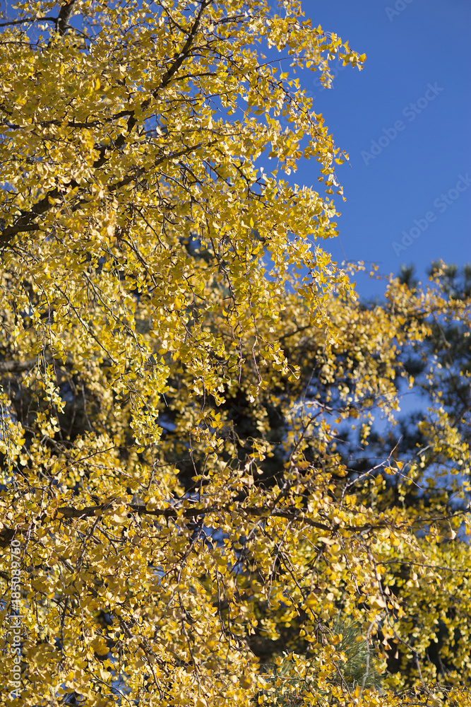 Background bright autumnal landscape of the park on a sunny day Background bright autumnal landscape of the park on a sunny day