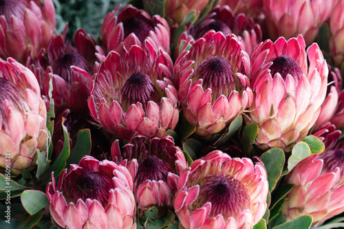 Bunch of flower Proteas photo