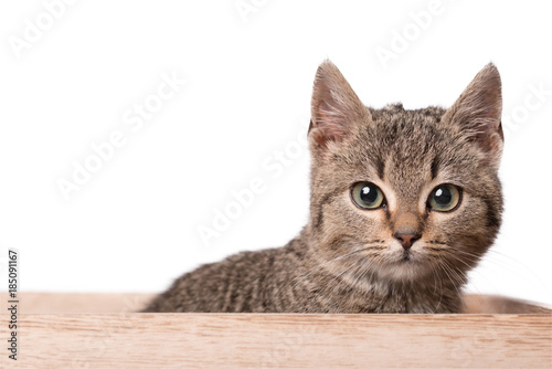 Gray cat in the wooden box