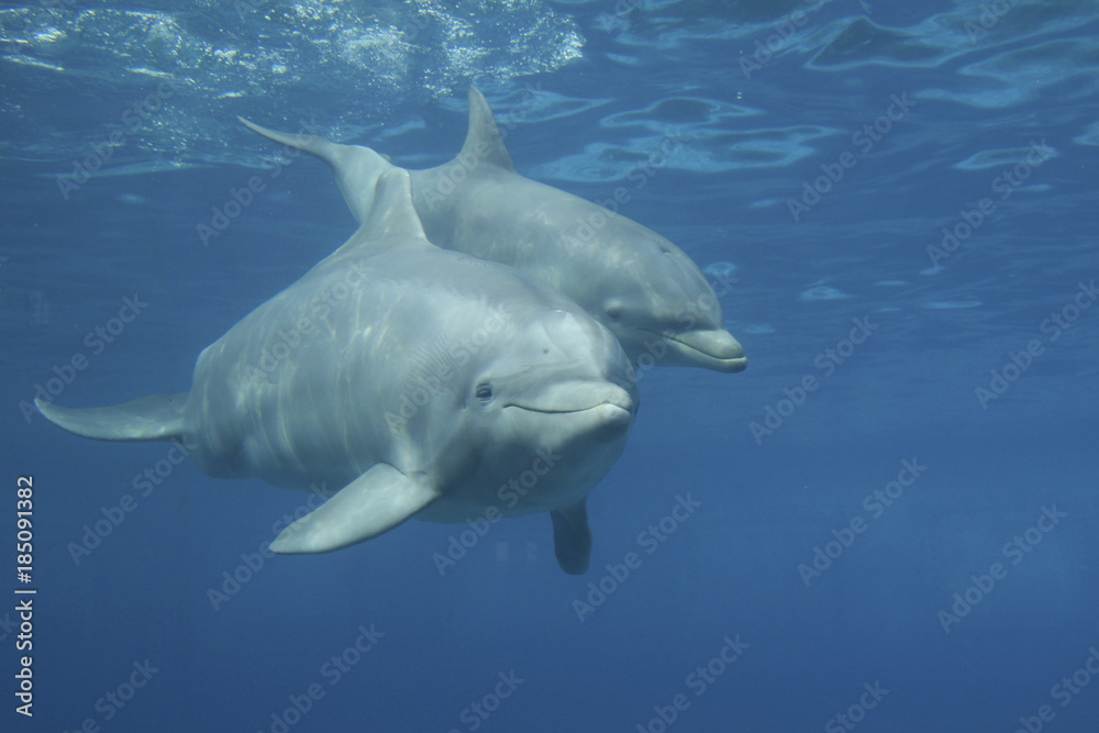Fototapeta premium Zwei Große Tümmler, Tursiops truncatus, unter Wasser