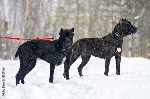 Big black dog Cane Corso in winter walk in the snow in the forest.