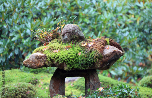 Texture of green lichen moss on the rock in the garden. Thallophytic plant on the stone in the park. photo