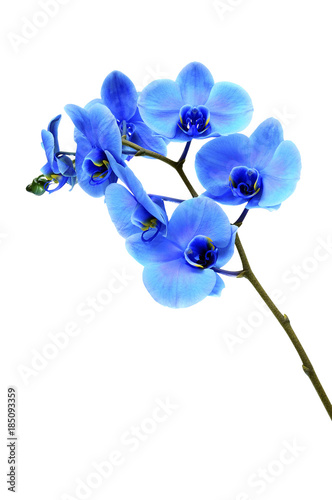 Fototapeta Naklejka Na Ścianę i Meble -  Blue flower orchid