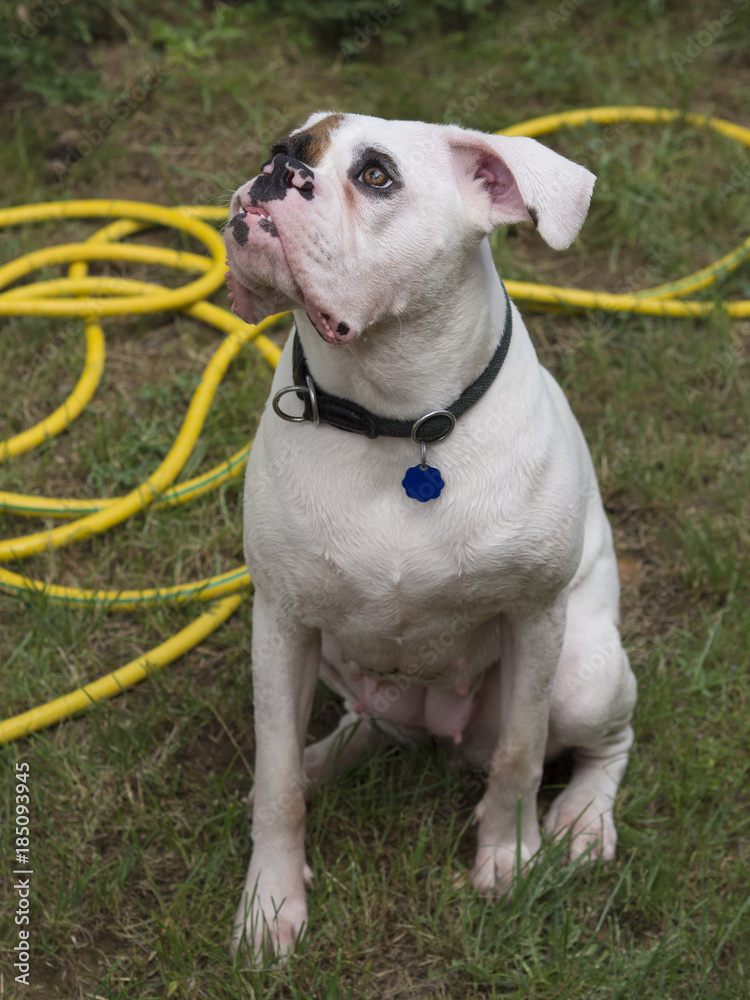 Portrait of a white boxer dog cooling off
