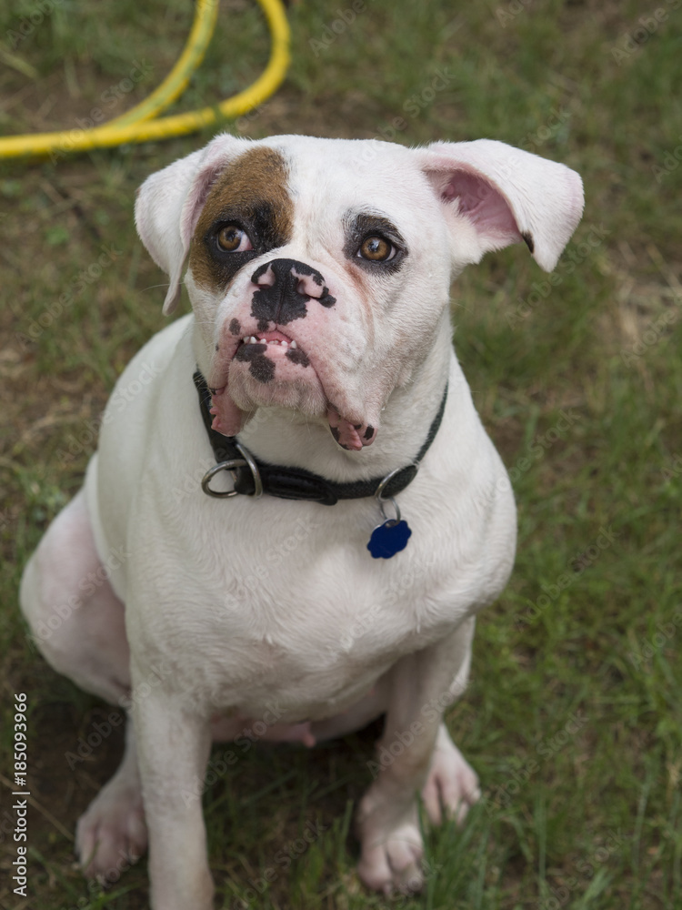 Portrait of a white boxer dog cooling off Portrait of a white boxer dog cooling off