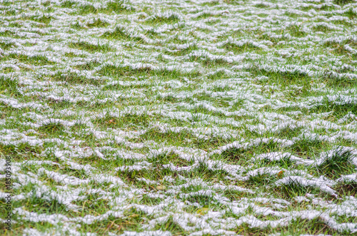 White snow on the green grass