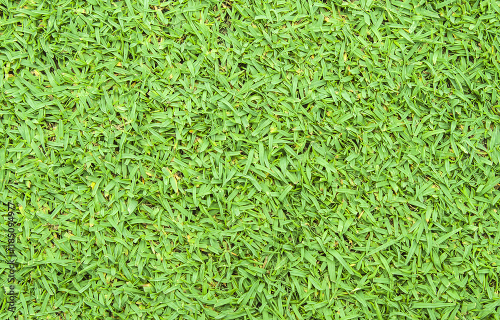 grass grass