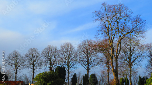 Row of decideous trees in early winter sunshine photo