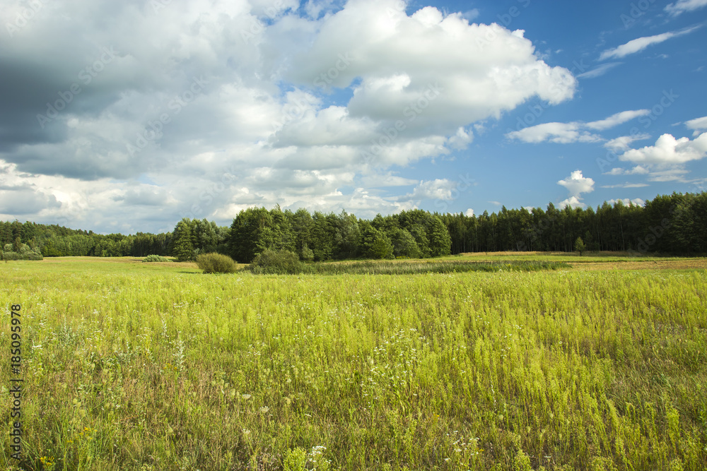 Big green meadow and forest, blue sky and clouds