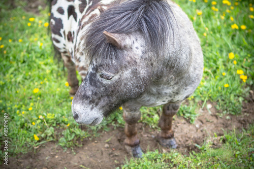 Small pony in a field