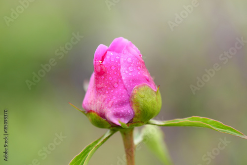 Pink peony flower, close-up