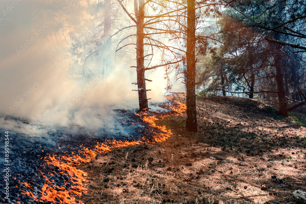 Obraz premium ogień palić las