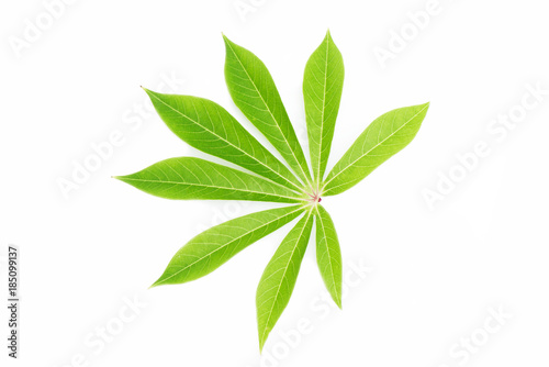 Cassava leaf isolated on white background © peangdao