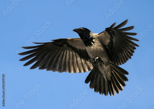 Crow Hover Open Wings, Bird Flying Up © Vladimir Prusakov