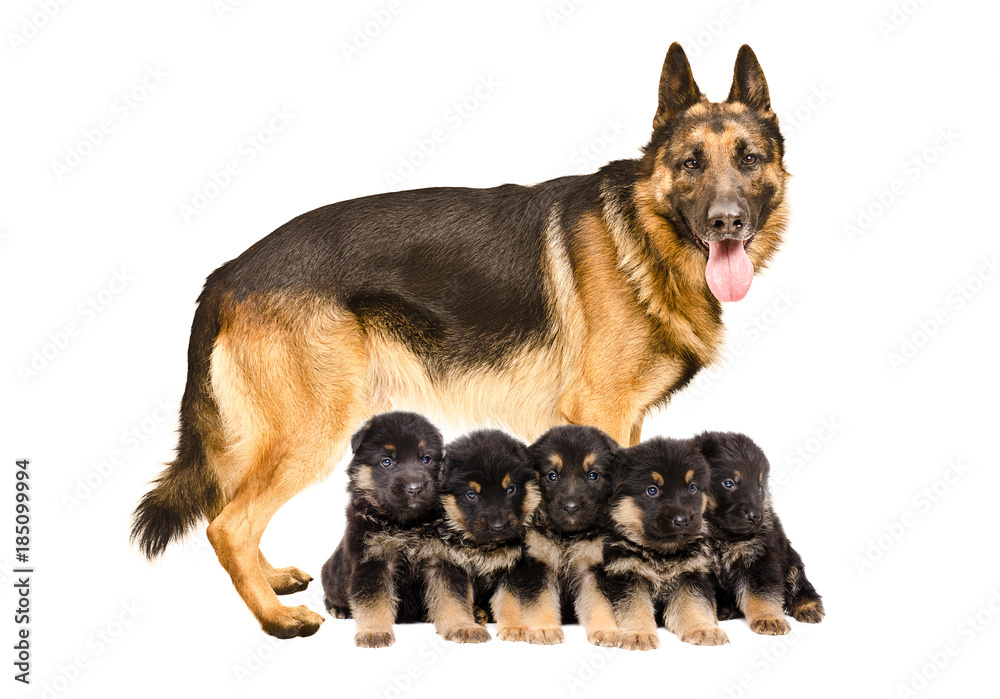 German Shepherd dog, standing with puppies, isolated on white background