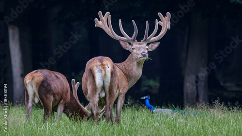 Red Deer photo