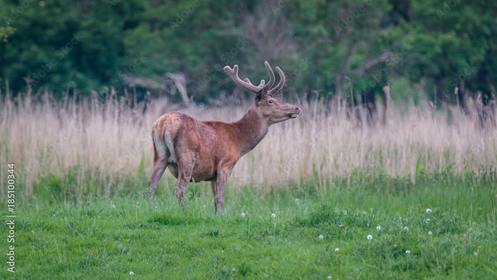 Red Deer Red Deer