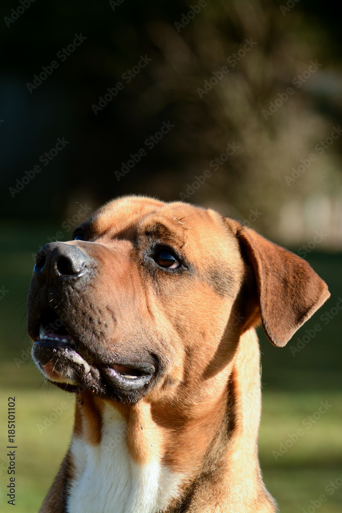 Cross breed dog portrait