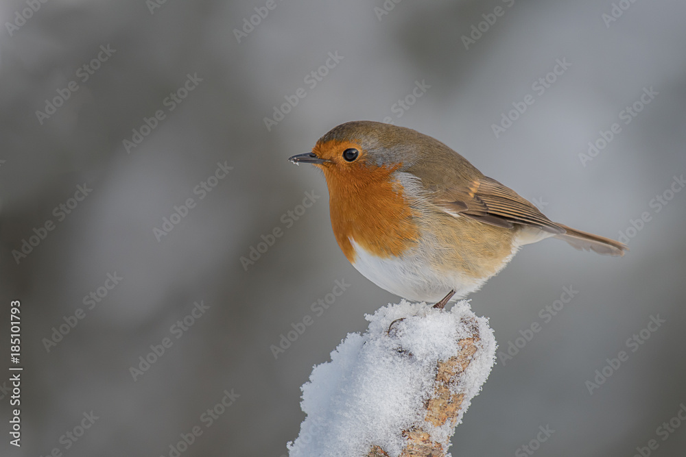 A european robin redbreast perched on a snow covered tree stump A european robin redbreast perched on a snow covered tree stump