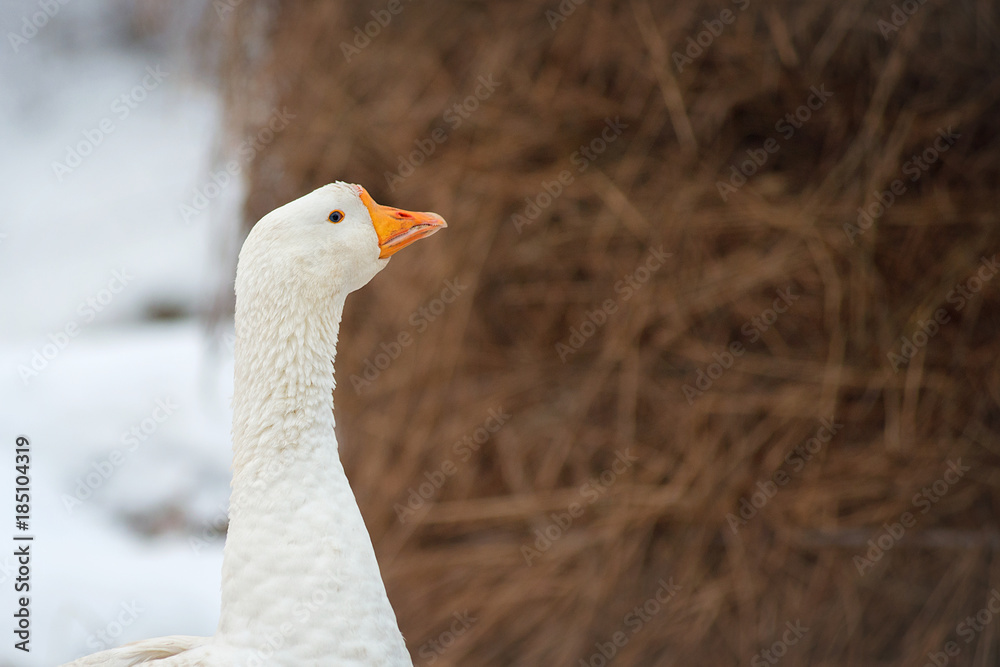 White goose in profile on the background of haystack on a winter day close-up with space for inscriptions White goose in profile on the background of haystack on a winter day close-up with space for inscriptions