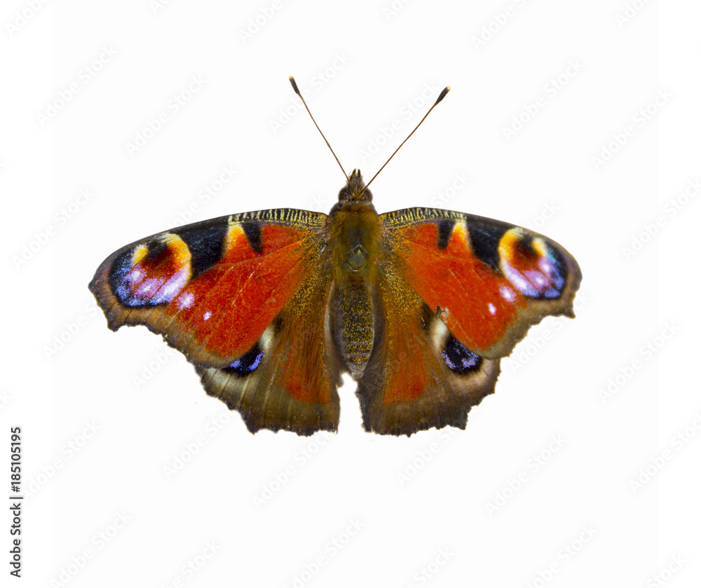 The butterfly of peacock eye on a white background. Aglais io