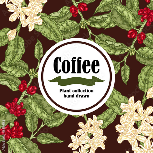 Banner with coffee plant. Coffee beans and blooming branch. Vector illustration photo