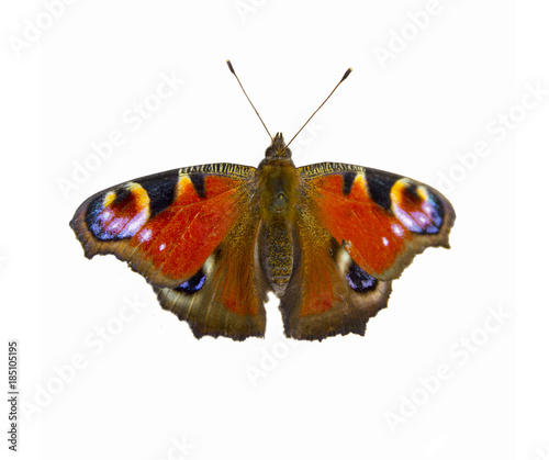 Obraz na płótnie The butterfly of peacock eye on a white background. Aglais io w salonie